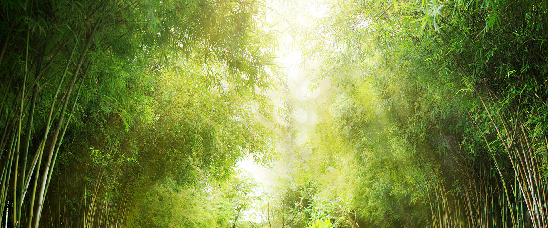 Contact Sacred Healing Warrior